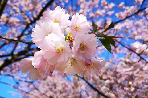 4.-5.05. | SAKURAS Japāņu dārzā. Renavas muiža un parks. Atpūta Dzintara pirtī Atostogu parkā! Esiet pazīstami - GRAMZDA – vārti uz Latviju! Saulainie HERBSTS sidri. Gide Daiga Dūniņa!