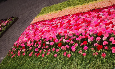 6.-7.08.2022. | Ziedu paklāji atgriežas Ventspilī! Kurzeme zied! Būs rozes, flokši un hortenzijas un jauki pārsteigumi ceļojumā, jo ir VENTSPILS PILSĒTAS SVĒTKI!