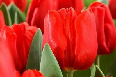 12.05. | Lietuvas tulpju dārzi - BURBIŠĶI un PAKROJA! Pavasara Ziedu festivāls Lietuvā!