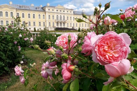 6.07. | Rožu ziedēšanas laiks RUNDĀLES PILS dārzā! 