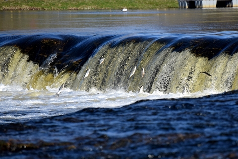 25.04. | Lido zivis KULDĪGĀ! Pilsētas Pavasara populārākais festivāls!